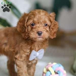 Riley, Cockapoo Puppy